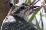 Horsfield's Bronze-Cuckoo (Chalcites basalis)